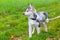 Leashed Husky dog stands in grass