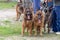 Leashed sheepdogs outdoors. German and Belgian sheepdogs. Group