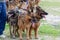 Leashed sheepdogs outdoors. German and Belgian sheepdogs. Group