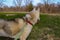 Leashed young Husky dog standing in green meadow