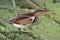 Least Bittern (Ixobrychus exilis)