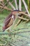 Least Bittern (Ixobrychus exilis)