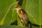 Least Bittern (Ixobrychus exilis)