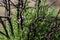Least Chipmunk in a bush in southern Colorado