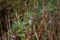 Least Chipmunk Eating Thistle Flowers