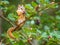 Least Chipmunk Feeding On Serviceberries