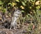 LEAST CHIPMUNK ON GROUND STOCK IMAGE