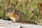 Least Chipmunk (Tamias minimus)