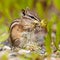 Least Chipmunk Tamias minimus foraging dandelions