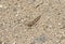 Least desert grasshopper on stony sand