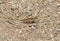 Least desert grasshopper on stony sand