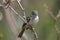 Least Flycatcher ( Empidonax minimus)
