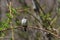 A least flycatcher perched on a raspberry bush.