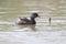 Least Grebe Swimming in a Pond - Texas