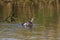 Least Grebe tachybaptus dominicus