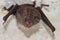 Least Horseshoe Bat Rhinolophus pusillus