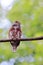 Least Pygmy-Owl Glaucidium minutissimum perched on a log. Rare endemic bird of south america