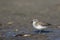 Least Sandpiper