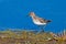 Least Sandpiper