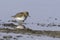 A Least Sandpiper in Alaska