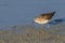 A Least Sandpiper in Alaska