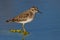 Least Sandpiper (Calidris minutilla)