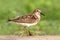 Least Sandpiper (Calidris minutilla)