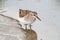 Least Sandpiper (Calidris minutilla)