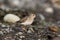 Least Sandpiper Calidris minutilla on a beach