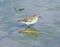 Least Sandpiper closeup Wading in Water