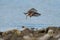 Least sandpiper flying at seaside