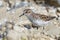 Least Sandpiper Standing on a Rock