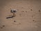 Least Sandpiper Walking on a Florida Beach