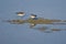 Least Sandpipers Searching for Food in the Shallow Water