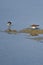 Least Sandpipers Searching for Food in the Shallow Water