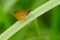 Least Skipper - Ancyloxypha numitor