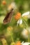 Least Skipper Moth on Wild Flower