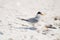 Least Tern