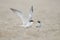 A least tern adult with its chick