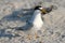 Least Tern on Beach