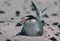 Least tern on Biloxi beach(prior to oil spill)