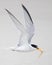 Least Tern Carrying Fish