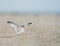 A least tern chick flaps its wings