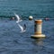 Least Tern Choreography