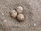 Least Tern Eggs