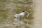 Least Tern Feeding