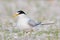 Least Tern female on nest