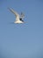 Least tern flying