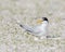 Least tern mother on nest