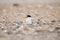 Least Tern nesting Wrightsville Beach NC